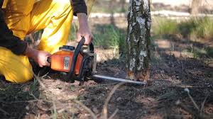 Best Stump Grinding and Removal  in Hilton, NY